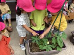 オクラの花を見ている様子