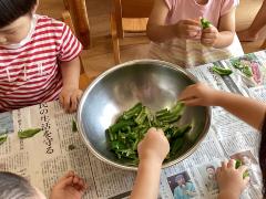 ピーマンをちぎっている