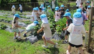 夏野菜に触れている子ども達