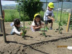 野菜の苗を植えたよ