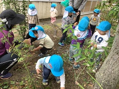 どんぐり拾いをしています。