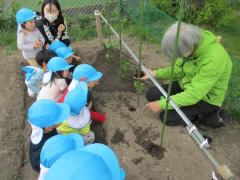 ピーマン植えたよ