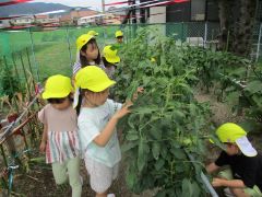野菜のお世話