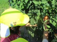 野菜の収穫
