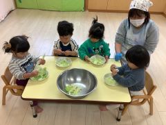 白菜ちぎりをしています。