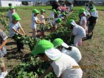 うんとこしょと引っ張っています