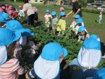 園児がつるをひっぱっています