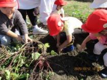 土の中を見ています