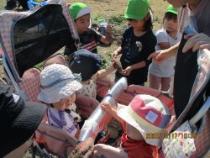 さつまいもを見ています