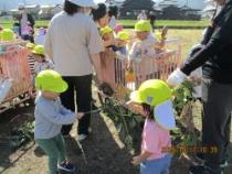 さつまいものつるを見ています