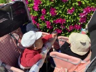 つつじを見ている