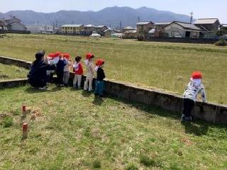 芋畑を眺めている