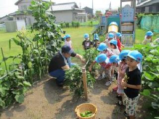 育てたピーマンを収穫している