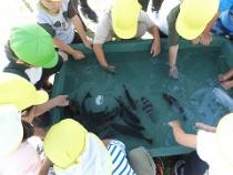 海の生き物に触れている