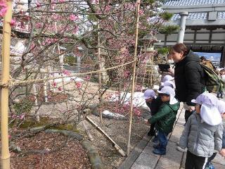 梅の花を見ている