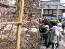 梅の花の香りをかいでいます