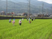 田んぼの中を走っています