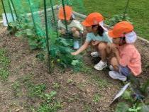 畑のきゅうりの苗を見ています