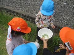 ダンゴムシを年下の子に紹介しています。