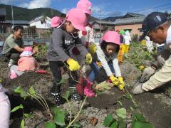 地域の方と芋ほりをしています。