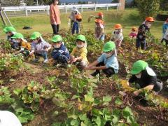 4,5歳児芋ほり　その2