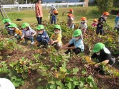 4,5歳児芋ほり　その2