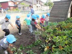 3歳児　芋ほり