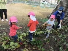 2歳児　芋ほり