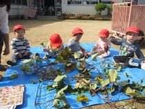 0歳児　芋ほり