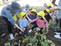 1歳児　芋ほり