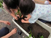 苗植え