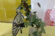 アゲハ蝶孵化