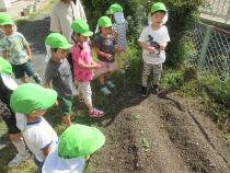 ぺんぎん組の畑見学