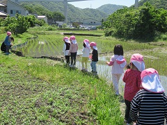 いちご組が田んぼのあぜ道を歩いています。