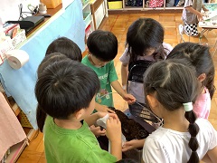 ぶどう組がカブトムシのお世話をしています。