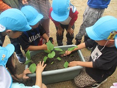 ぶどう組が夏野菜の苗を植えています。
