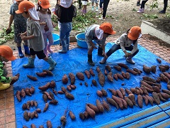 ばなな組が収穫したさつまいもを並べています。
