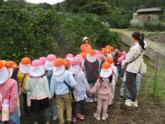 子どもたちがみかん狩りの説明を聞いています。