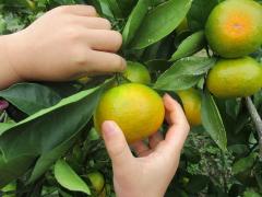 子どもがみかんを採っています。