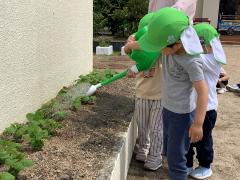 枝豆に水やりをしています。