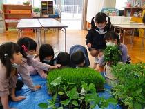 苗ってふさふさしてるんだね！