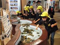 いろいろな海の生き物を触ったよ。