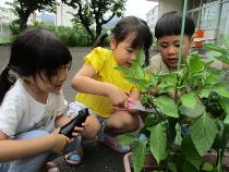 実が大きくなっていよいよ収穫