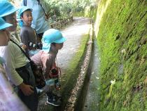 大きなカタツムリを発見