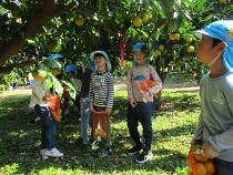 美味しそうなみかんを探している