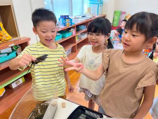 カニを育てています
