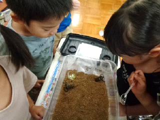 カブトムシが成虫になりました。