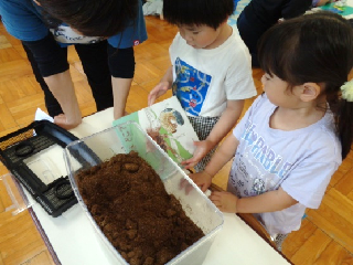 カブトムシの幼虫が姿を見せました。