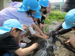 トマトの苗を植えています