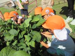 夏野菜を収穫中